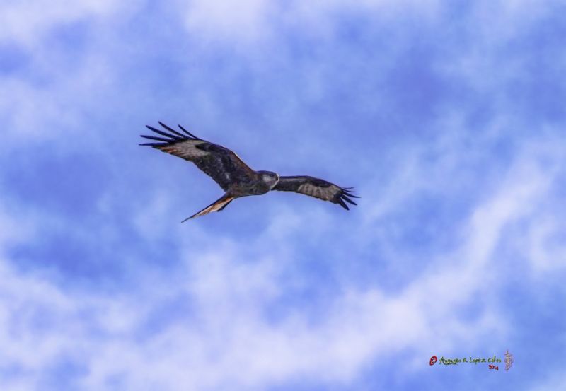 Aguila buscando la cena Reducc.jpg